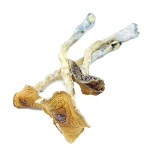 Buy Texas Penis Envy 6 Mushrooms Online UK