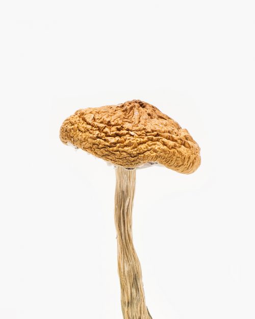 Mushroom British Columbia
