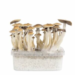 Where To Buy Mushroom Grow Kits Online Discreetly In New Jersey