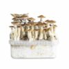 Where To Buy Mushroom Grow Kits Online In USA