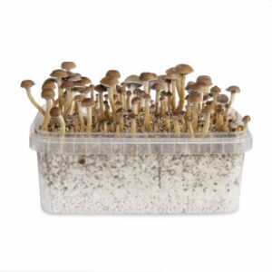 EZ-GROW KIT COSTA RICA