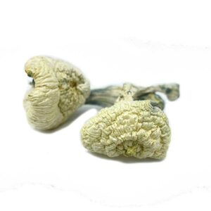White Jedi Mind Fuck Mushroom