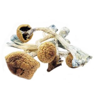 Buy Blue Meanie Magic Mushrooms UK