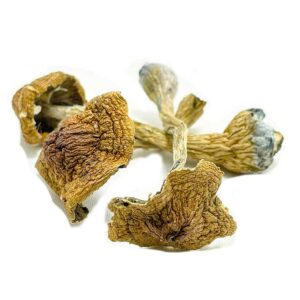 Buy Space Coast Magic Mushrooms UK