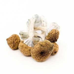 Buy Texas Yellow Caps Magic Mushrooms UK