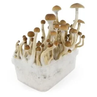 B+ MAGIC MUSHROOMS GROW KIT