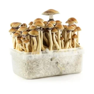 BRAZIL MAGIC MUSHROOM GROW KIT