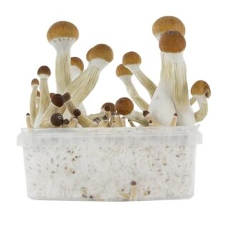 GOLDEN TEACHER MAGIC MUSHROOMS GROW KIT