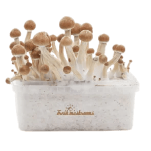 Penis Envy Mushroom grow kit