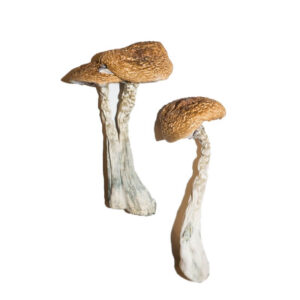 Buy Wavy Caps Magic Mushrooms UK