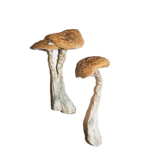 Buy Wavy Caps Magic Mushrooms UK