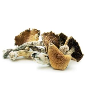 Brazilian Cubensis Mushroom