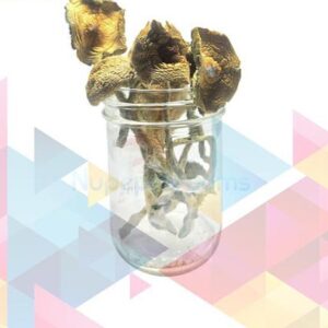 Bulk Golden Emperor Magic Mushrooms
