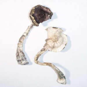 BUY ALBINO A+ MAGIC MUSHROOMS ONLINE