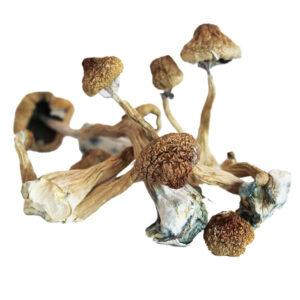 Buy Blue Foot Magic Mushroom Online