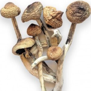 Buy Ecuadorian Magic Mushrooms Online