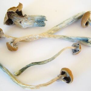 Buy Liberty Cap Magic Mushrooms Online