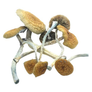 Buy Mazatapec Magic Mushrooms Online
