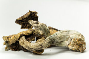Buy Psilocybe Cubensis Online UK