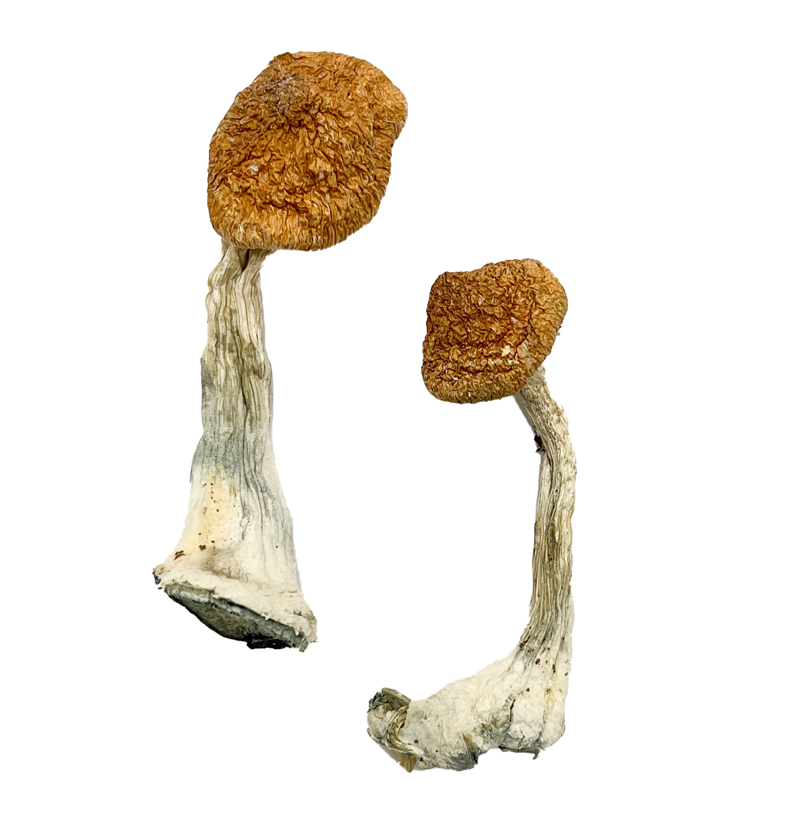 Buy Ghelga Magic Mushrooms