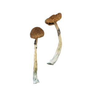 Puerto Rican Magic Mushrooms