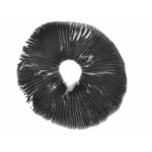 Spore print Burma psilocybe cubensis