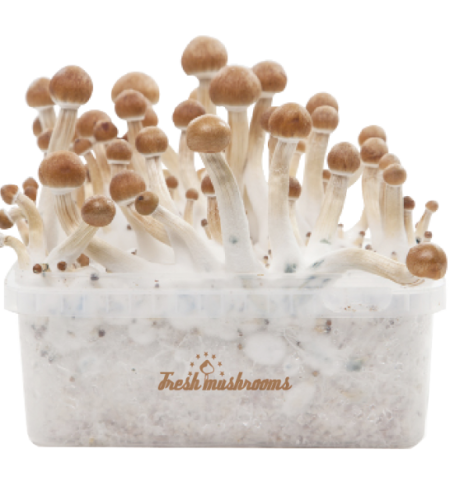 Buy Magic Mushrooms Online In New York City