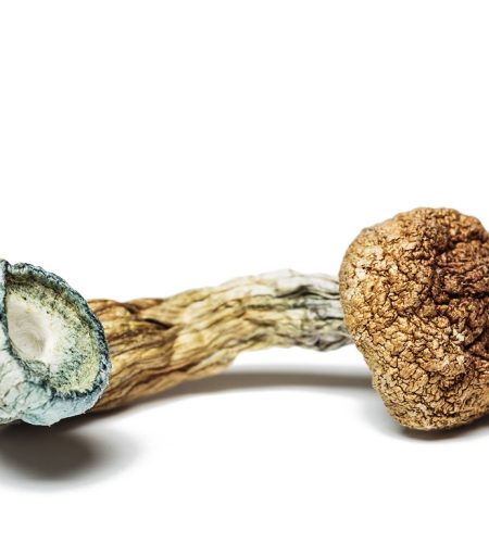 Buy Magic Mushrooms Online In New York City